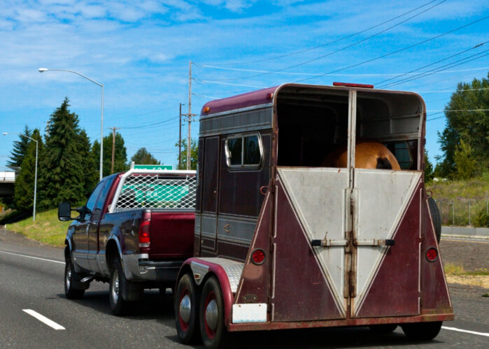 Transporting Horses for Camping